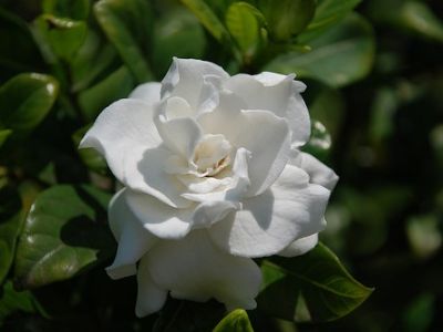 Picture of Gardenia augusta Professor Pucci
