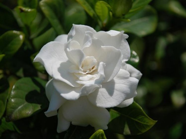 Picture of Gardenia augusta Professor Pucci