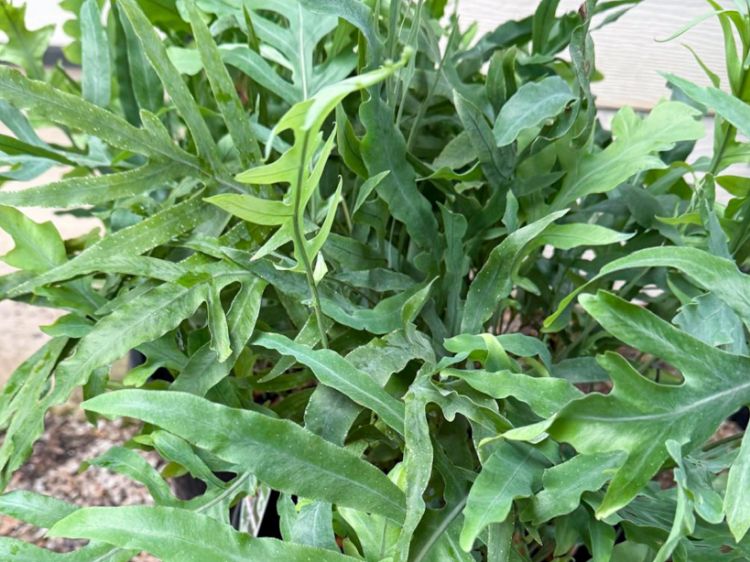 Picture of Phlebodium aureum Blue Star