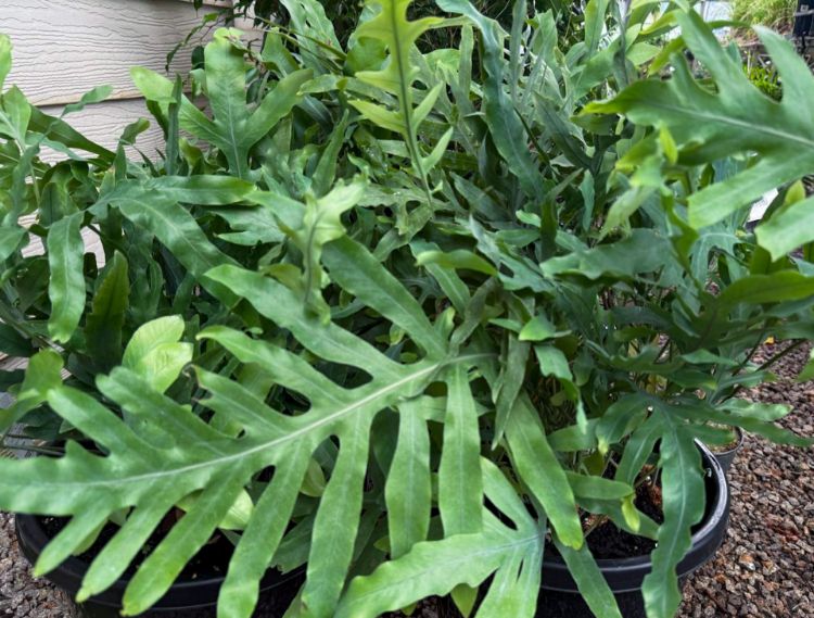 Picture of Phlebodium aureum Blue Star