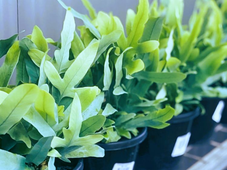 Picture of Phlebodium aureum Blue Star