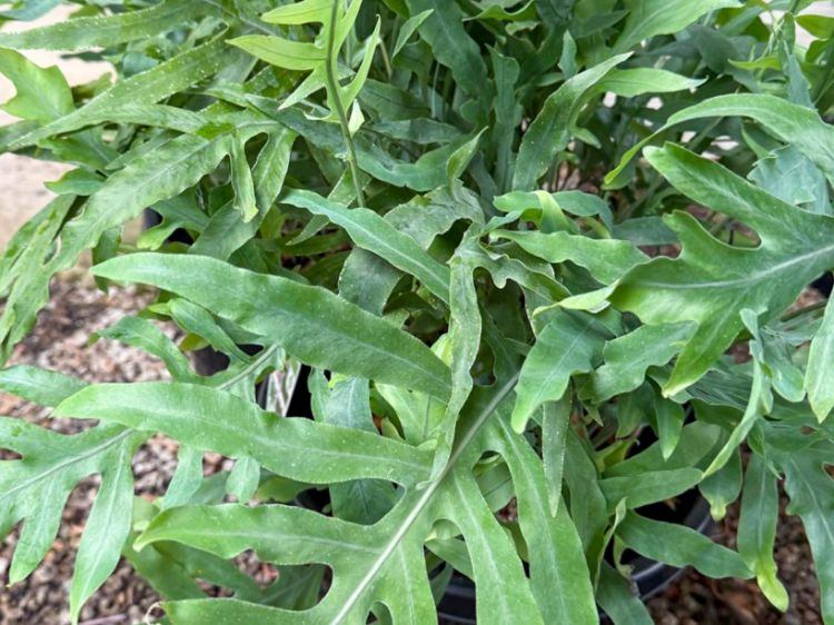 Picture of Phlebodium aureum Blue Star