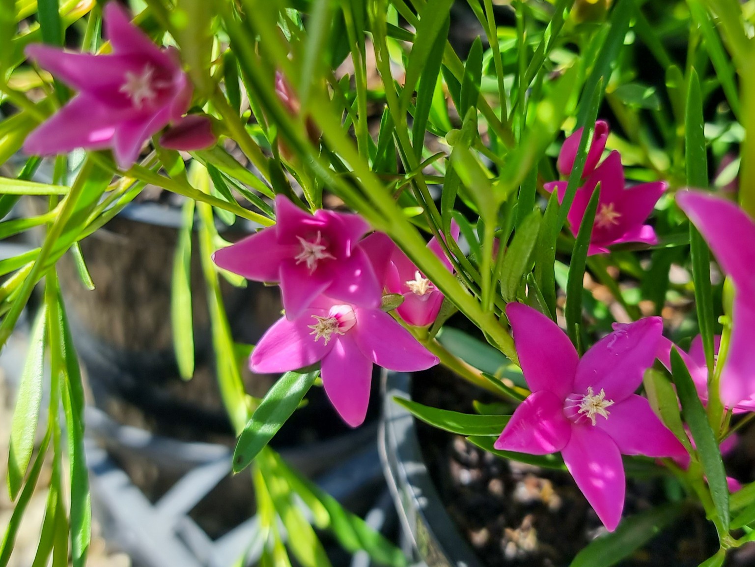 Crowea exalata saligna Festival | Wholesale Nursery - Nurseries in ...