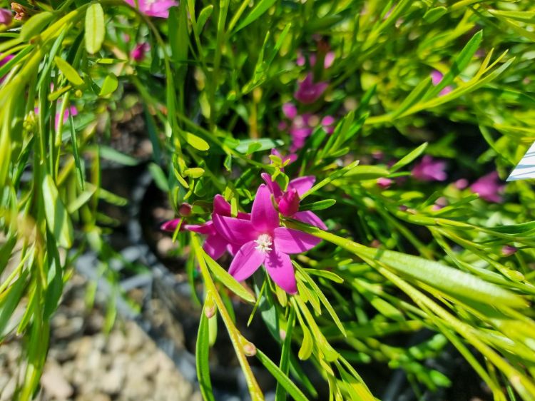 Picture of Crowea exalata saligna Festival