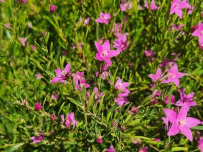 Picture of Crowea exalata saligna Festival