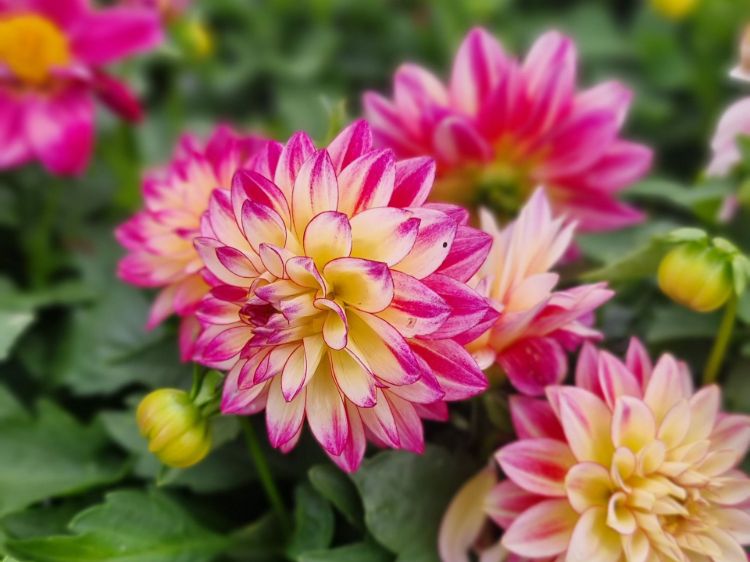 Picture of Dahlia hybrida