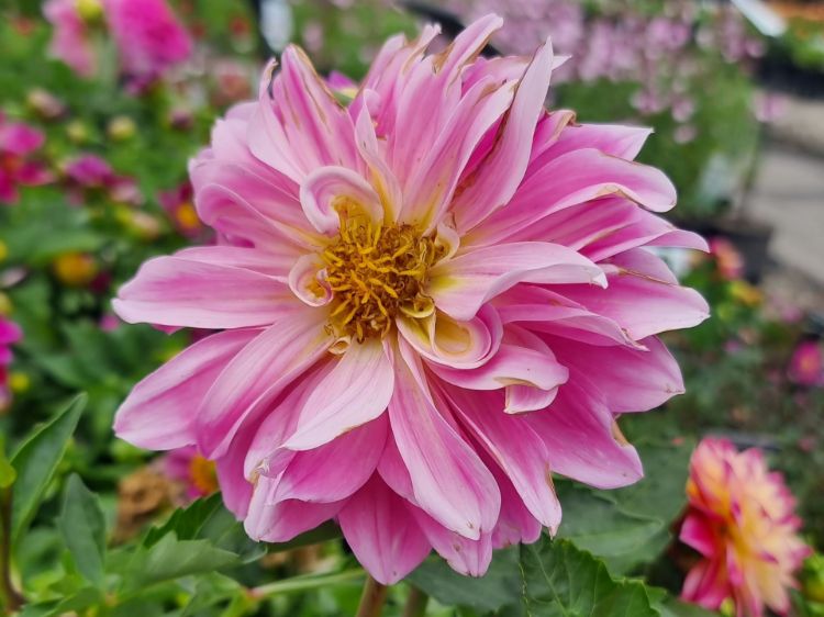 Picture of Dahlia hybrida