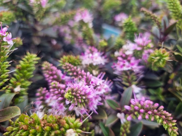 Hebe hybrida Surf Wipeout. Common Name - Hebe, Shrubby Veronica.