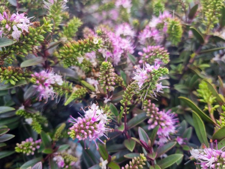 Hebe hybrida Surf Wipeout. Common Name - Hebe, Shrubby Veronica.