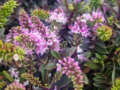 Hebe hybrida Surf Wipeout. Common Name - Hebe, Shrubby Veronica.