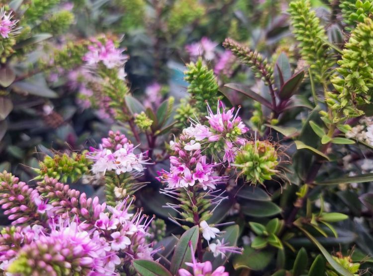 Picture of Hebe hybrida Surf Wipeout PBR