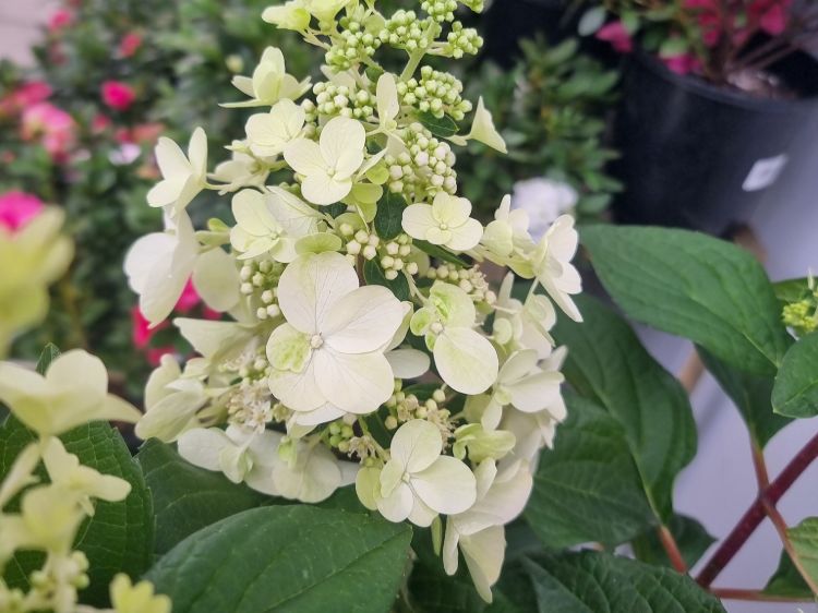 Picture of Hydrangea paniculata Candlelight PBR