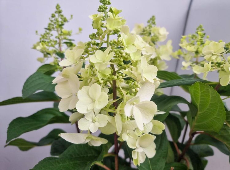 Picture of Hydrangea paniculata Candlelight PBR