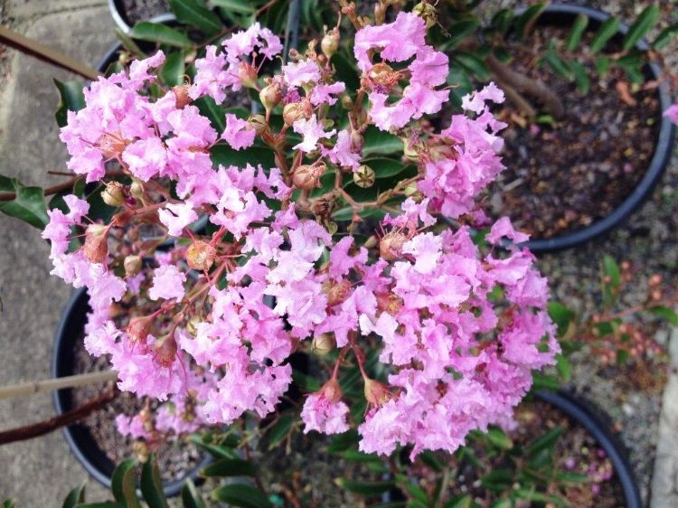 Picture of Lagerstroemia indica fauriei Lipan