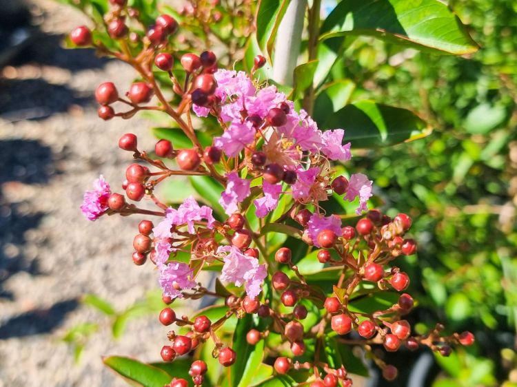 Picture of Lagerstroemia indica fauriei Lipan
