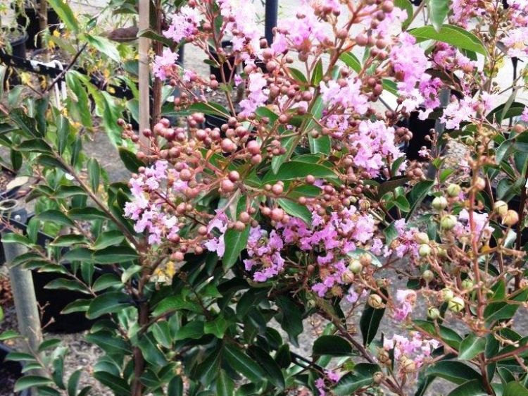 Picture of Lagerstroemia indica fauriei Lipan
