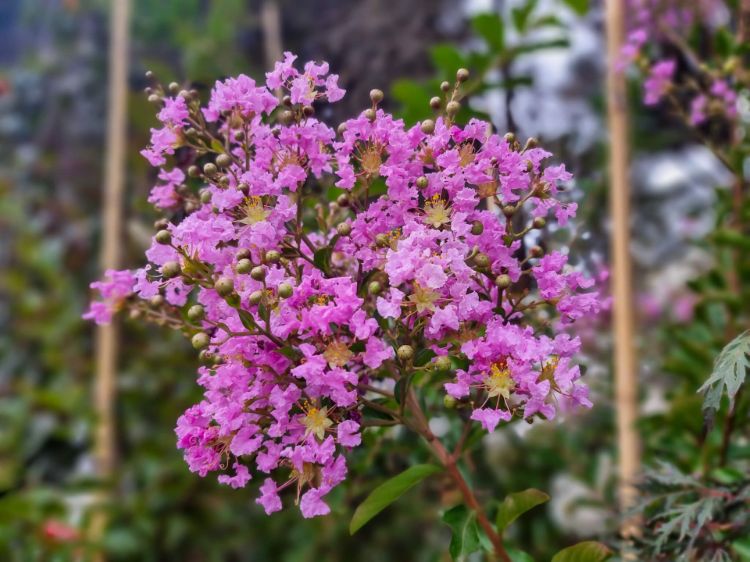 Picture of Lagerstroemia indica fauriei Lipan