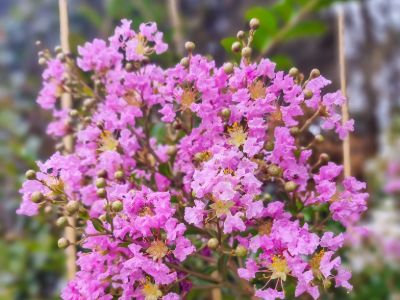 Picture of Lagerstroemia indica fauriei Lipan