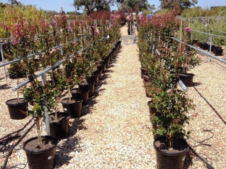 Picture of Lagerstroemia indica fauriei Zuni