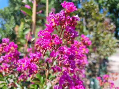 Picture of Lagerstroemia indica fauriei Zuni