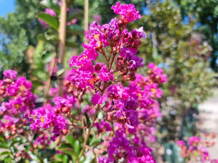 Picture of Lagerstroemia indica fauriei Zuni