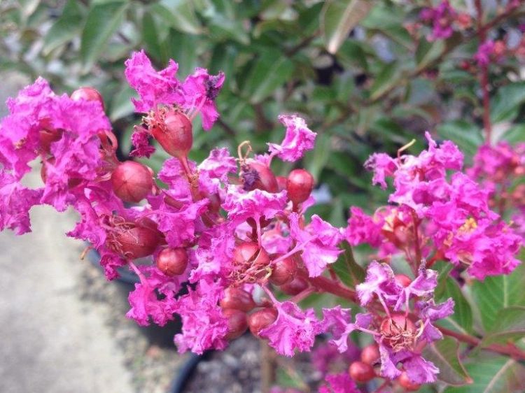 Picture of Lagerstroemia indica fauriei Zuni