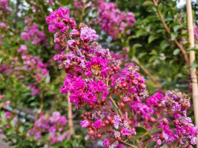 Picture of Lagerstroemia indica fauriei Zuni