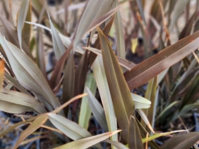 Picture of Phormium tenax Pink Stripe