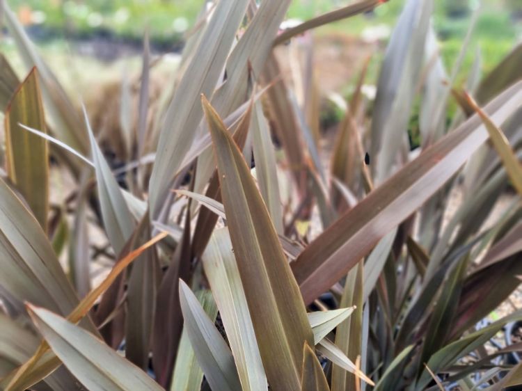 Picture of Phormium tenax Pink Stripe
