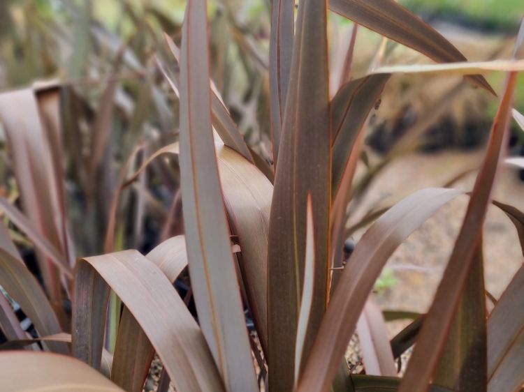 Picture of Phormium tenax Purpurea