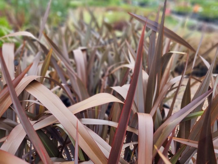 Picture of Phormium tenax Purpurea