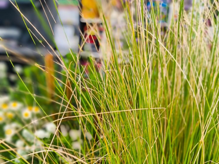 Picture of Poa labillardieri