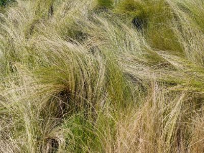 Picture of Poa labillardieri