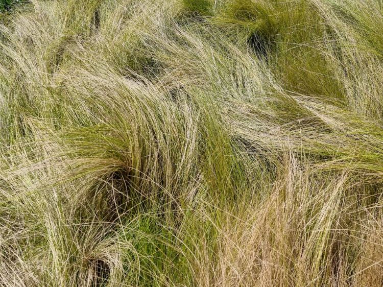 Picture of Poa labillardieri