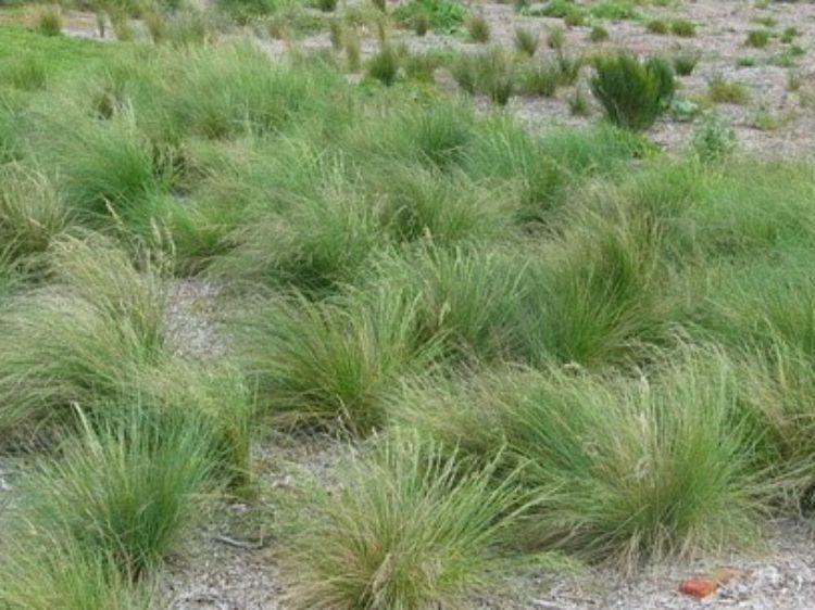 Picture of Poa labillardieri