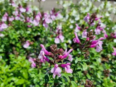 Picture of Salvia greggii Mirage Soft Pink