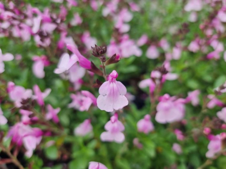 Picture of Salvia greggii Mirage Soft Pink
