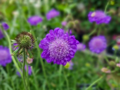 Scabiosa columbaria Miraposa Blue. Common Name - Dwarf Pincushion Flower.