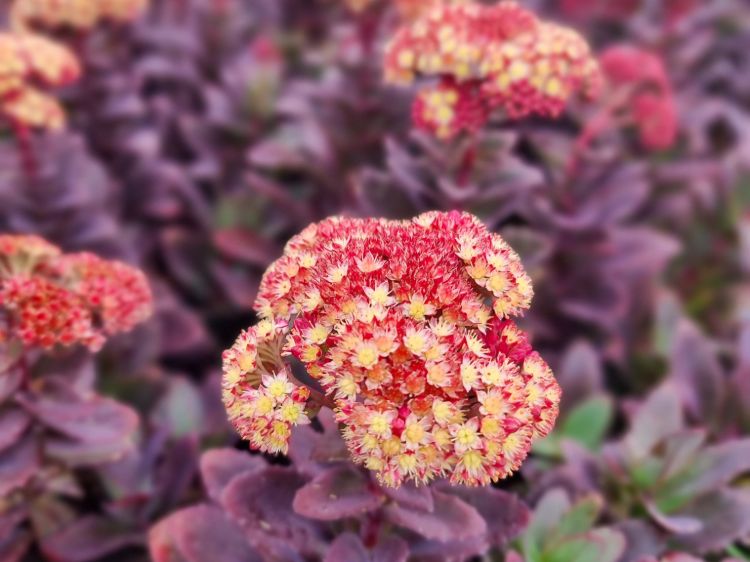 Picture of Sedum telephium Conga Line