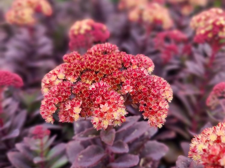 Picture of Sedum telephium Conga Line