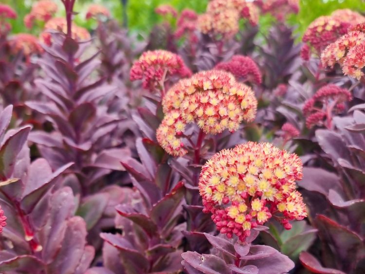 Picture of Sedum telephium Conga Line
