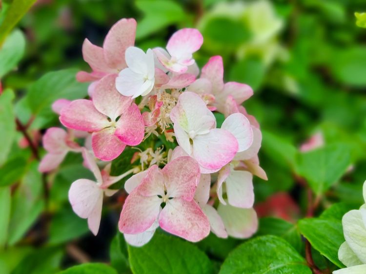 Picture of Hydrangea paniculata Diamant Rouge