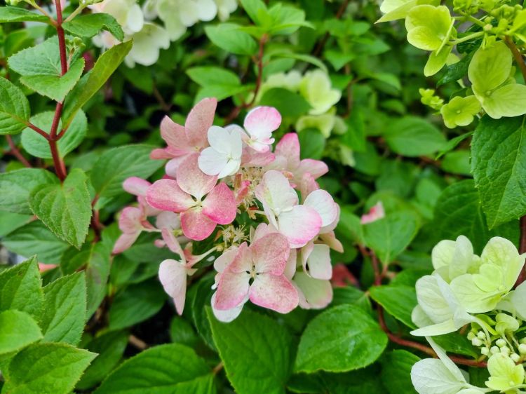 Picture of Hydrangea paniculata Diamant Rouge