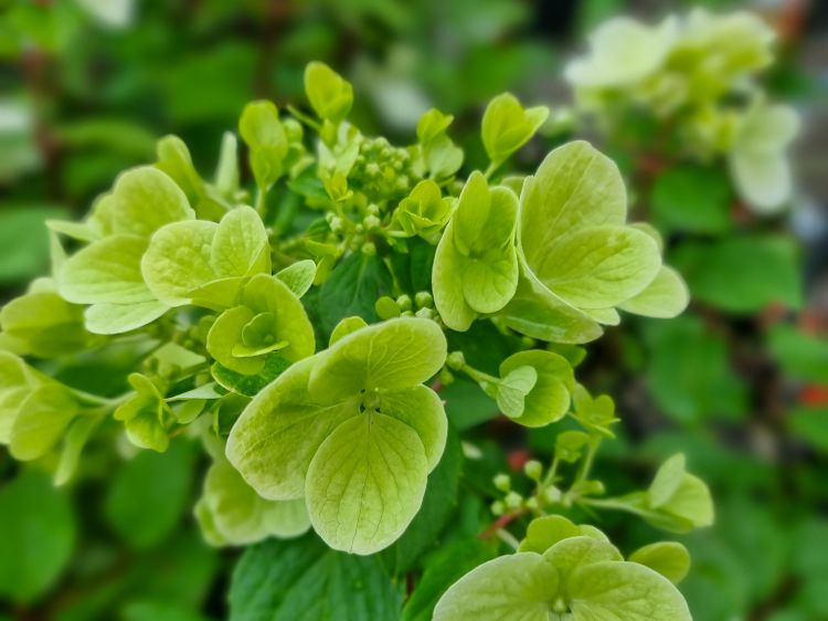 Picture of Hydrangea paniculata Diamant Rouge