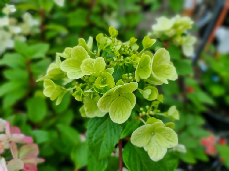 Picture of Hydrangea paniculata Diamant Rouge