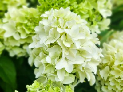 Picture of Hydrangea paniculata Graffiti