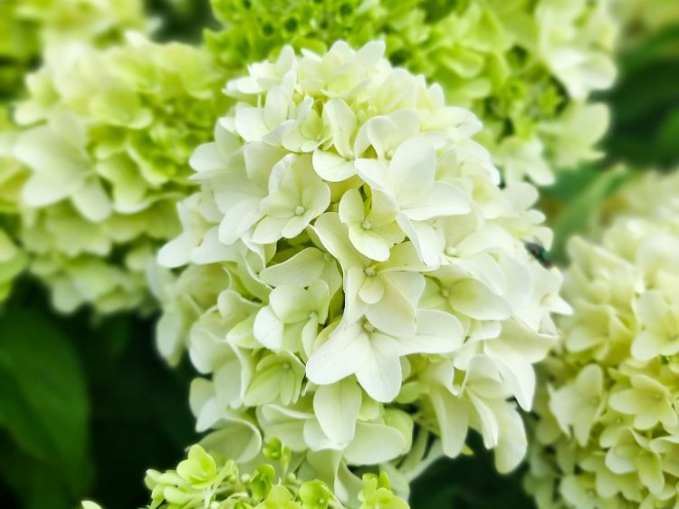 Picture of Hydrangea paniculata Graffiti