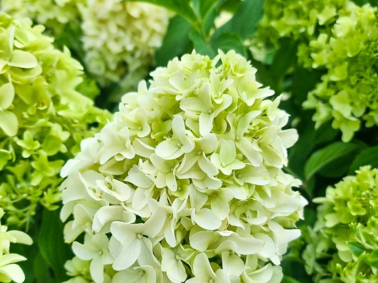 Picture of Hydrangea paniculata Graffiti