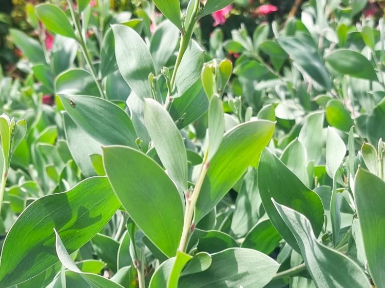 Picture of Acacia binervia Sterling Silver