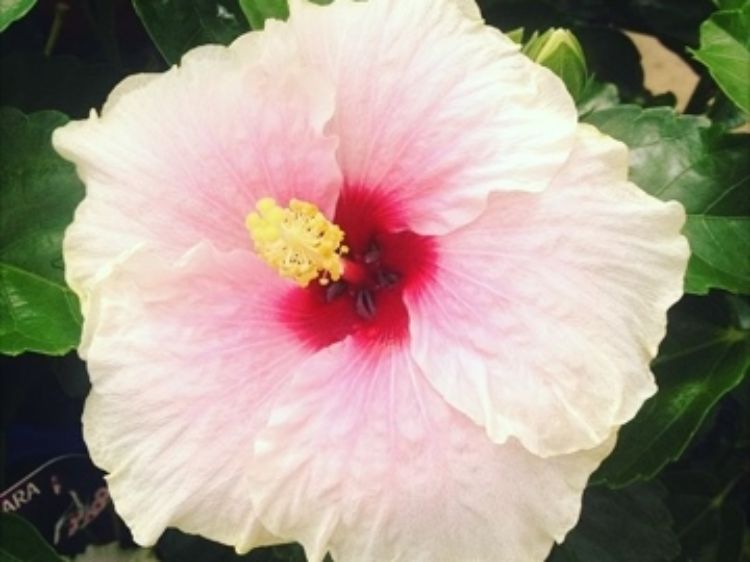 Picture of Hibiscus Assorted